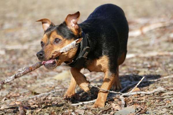 Challenge 23 : "  Euer Hund beim Frühlingserwachen "-Beitrag-Bild