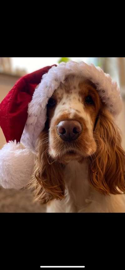 Dogorama Photo Challenge - Portrait-Beitrag-Bild