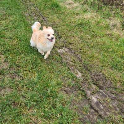 Hundetreffen-Gassigehen und Kennenlernen-Bild