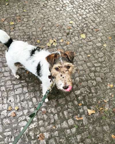 Hundetreffen-Foxterrier Freunde zum Spielen gesucht-Bild