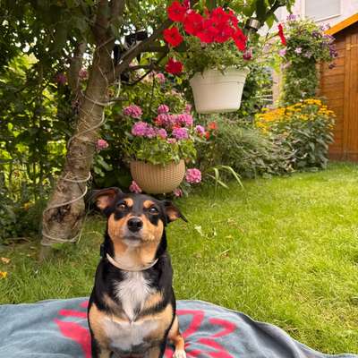 Hundetreffen-Gassirunde-Bild