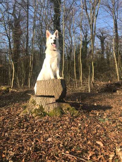 Schäferhund-Beitrag-Bild