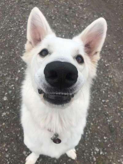 Die Dogorama Wochen Challenge-Beitrag-Bild