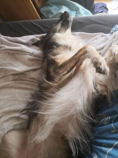 Dogorama Photo Challenge - Zeigt her eure Bäuche-Beitrag-Bild