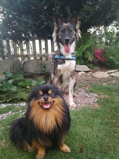 Brachycephale Hunderassen-Beitrag-Bild