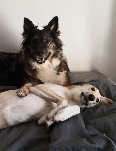 TierschutzhundeStammtisch🐕-Beitrag-Bild