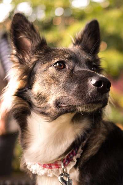 Die Dogorama Kalender Challenge Titelbild-Beitrag-Bild