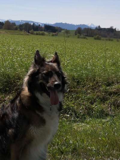 Wo habt ihr eure Hunde her ?-Beitrag-Bild