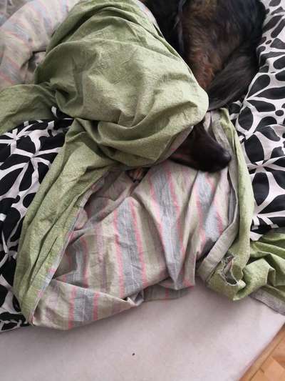 Gemeinsames Kuscheln im Bett!-Beitrag-Bild