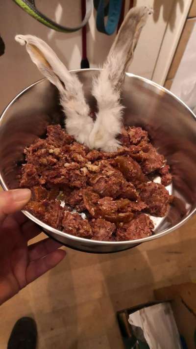 Zeigt her Eure Futternäpfe-Beitrag-Bild