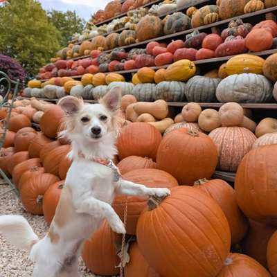 Hundetreffen-Nami sucht ruhigen Gassi-Buddy 🐾-Bild