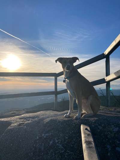 Mischlingshunde Foto Aufruf-Beitrag-Bild