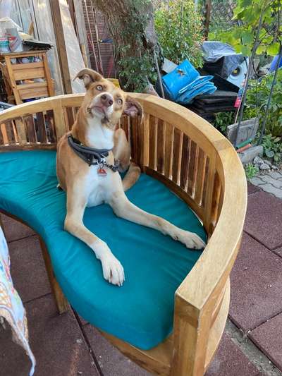 Podencomischling oder Podenco-Beitrag-Bild