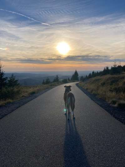 Podencomischling oder Podenco-Beitrag-Bild
