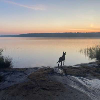 Hundetreffen-Social Walks-Bild