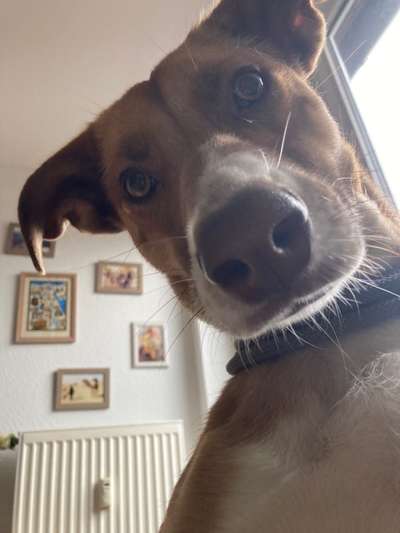 Podencomischling oder Podenco-Beitrag-Bild