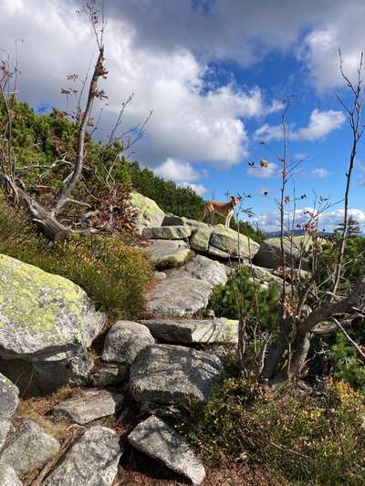 Podencomischling oder Podenco-Beitrag-Bild