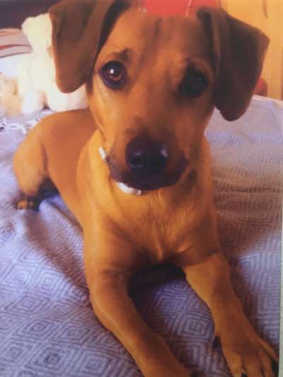 Rhodesian Ridgeback-Beitrag-Bild