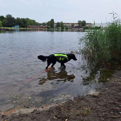 Hundetreffen-Trainig/Social Walk Partner gesucht 🐾-Bild