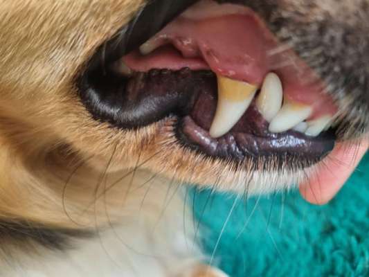 Zahnstein mit der EmmiPet entfernen-Beitrag-Bild