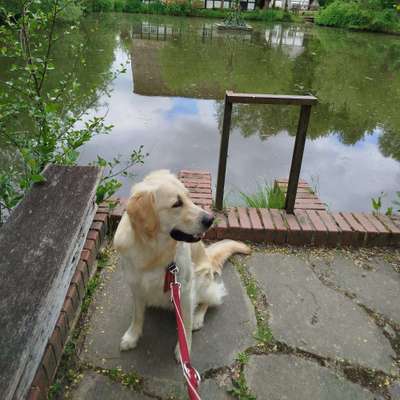 Hundetreffen-Spielen und toben-Bild