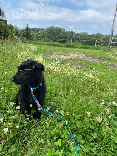 Schäferhund-Beitrag-Bild