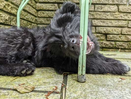 Die Dogorama Kalender Challenge 4/4-Beitrag-Bild