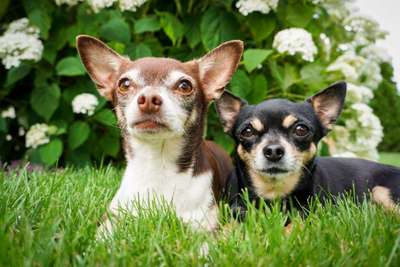 Hundetreffen-Treffen Tierheim Berlin-Bild