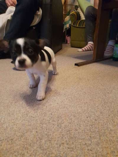 Welpen Bilder !-Beitrag-Bild