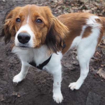 Kooikerhondje-Beitrag-Bild