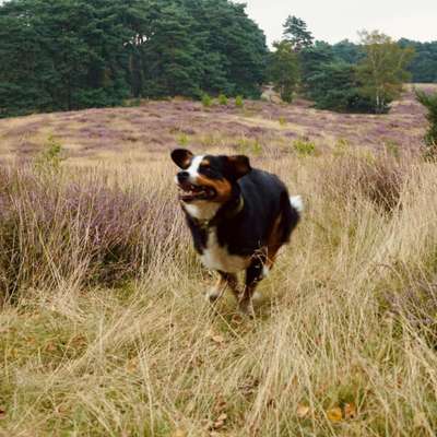 Hundetreffen-Spaziergänge Haard / Visbeck / Kanal / See-Bild