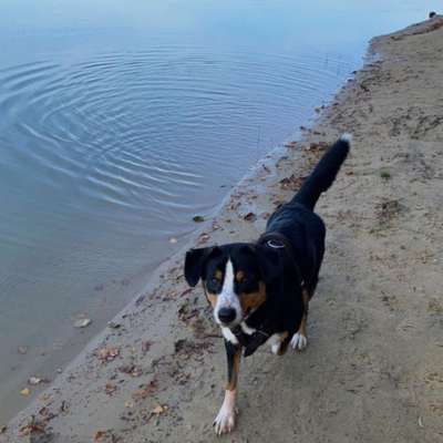 Hundetreffen-Spielgefährten gesucht-Bild