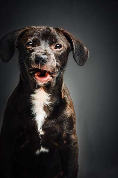 Dogorama Photo Challenge - lustigste Grimasse-Beitrag-Bild