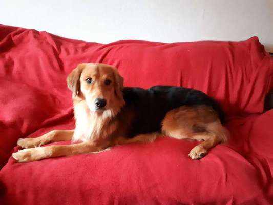 Dein Hund im Dogorama-Kalender 2021-Beitrag-Bild