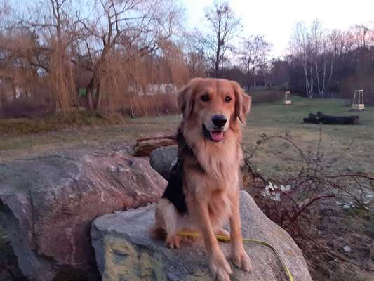 Dein Hund im Dogorama-Kalender 2021-Beitrag-Bild