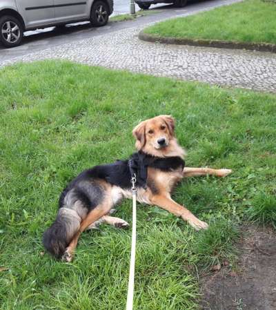 Dein Hund im Dogorama-Kalender 2021-Beitrag-Bild