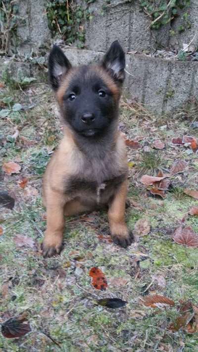 Welpen Bilder !-Beitrag-Bild