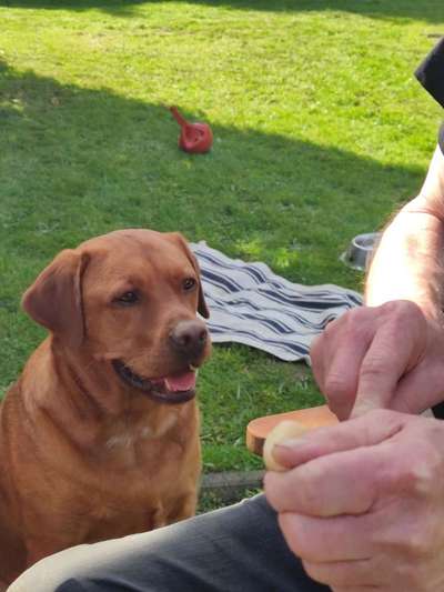 Labradorfans-Beitrag-Bild