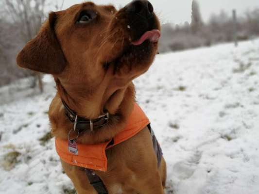 Labradorfans-Beitrag-Bild