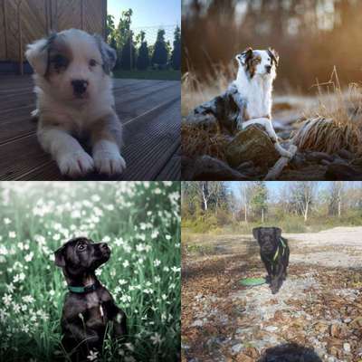 Welpen Bilder !-Beitrag-Bild