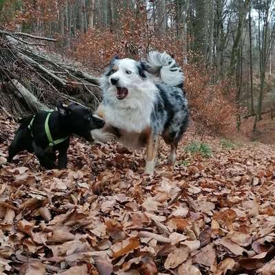 Hundetreffen-Osterberg, Weiler und Umgebung  😊