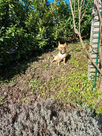 Challenge 23 : "  Euer Hund beim Frühlingserwachen "-Beitrag-Bild