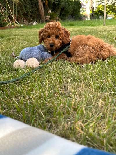 Wie seid ihr zu eurem Welpen gekommen?-Beitrag-Bild
