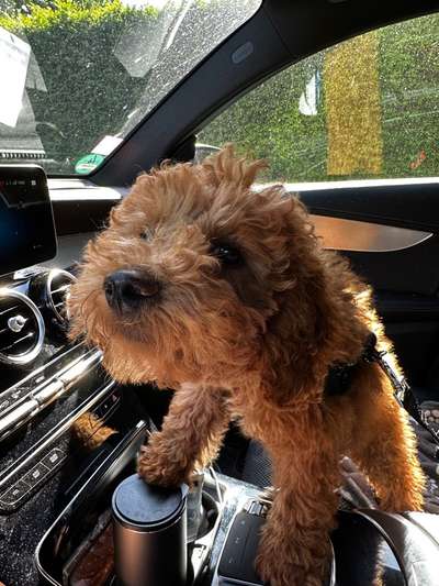 Welpen Bilder !-Beitrag-Bild