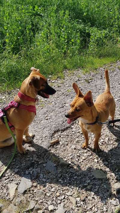 Bester Freund, Hundekumpel - zeigt her!-Beitrag-Bild