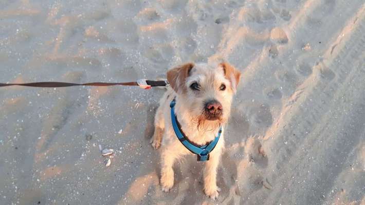 Zeigt mal die schönsten Bilder von euren Hunden !-Beitrag-Bild