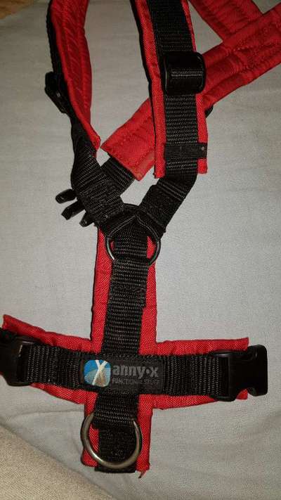 Podencomischling oder Podenco-Beitrag-Bild