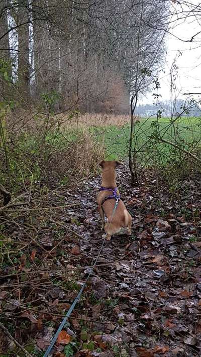Podencomischling oder Podenco-Beitrag-Bild