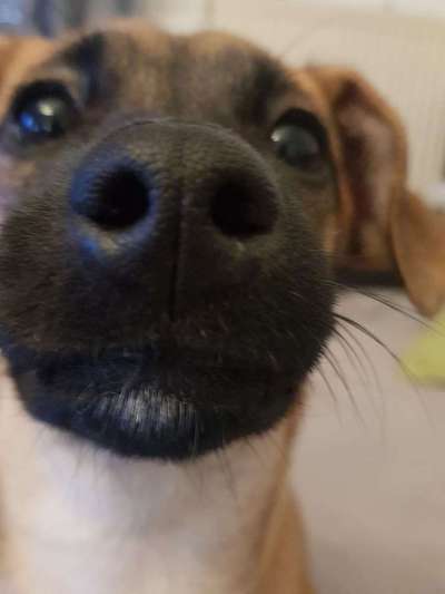 Mischlinge - die beste Rasse die es gibt-Beitrag-Bild