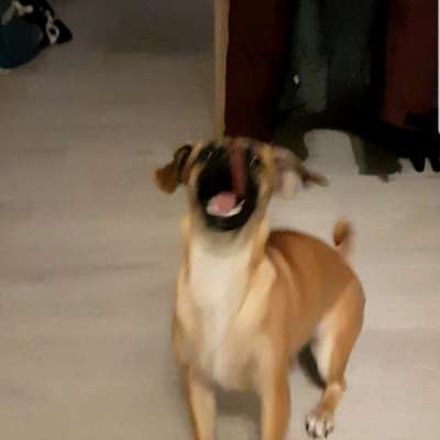 Challenge Nummer 7                          Schnapp das Leckerlie-Beitrag-Bild